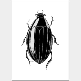 Swim Beetle Posters and Art